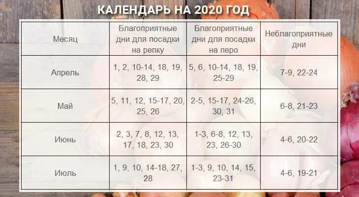 Посадка лука по лунному календарю в 2024 Посадка лука под зиму по лунному календарю