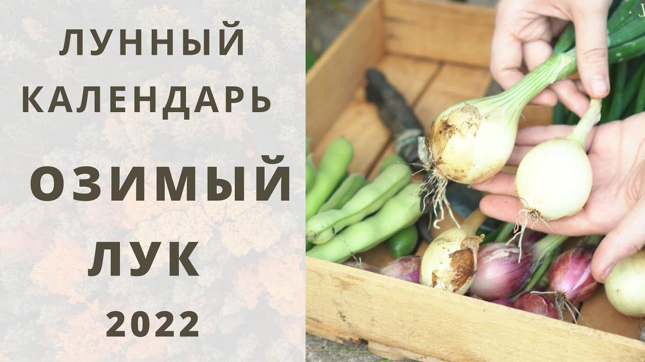 Посадка лука по лунному календарю в 2024 ОЗИМЫЙ ЛУК: Лунный Календарь 2022! Когда лучше и правильно сажать / сеять осенью