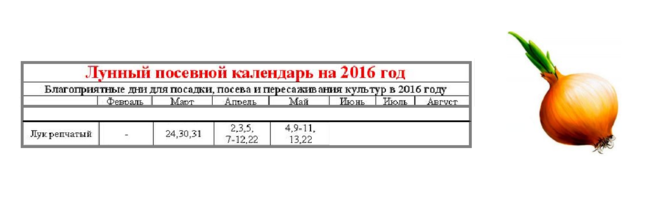 Посадка лука севка лунный календарь Лунный календарь лук на зелень: найдено 83 изображений