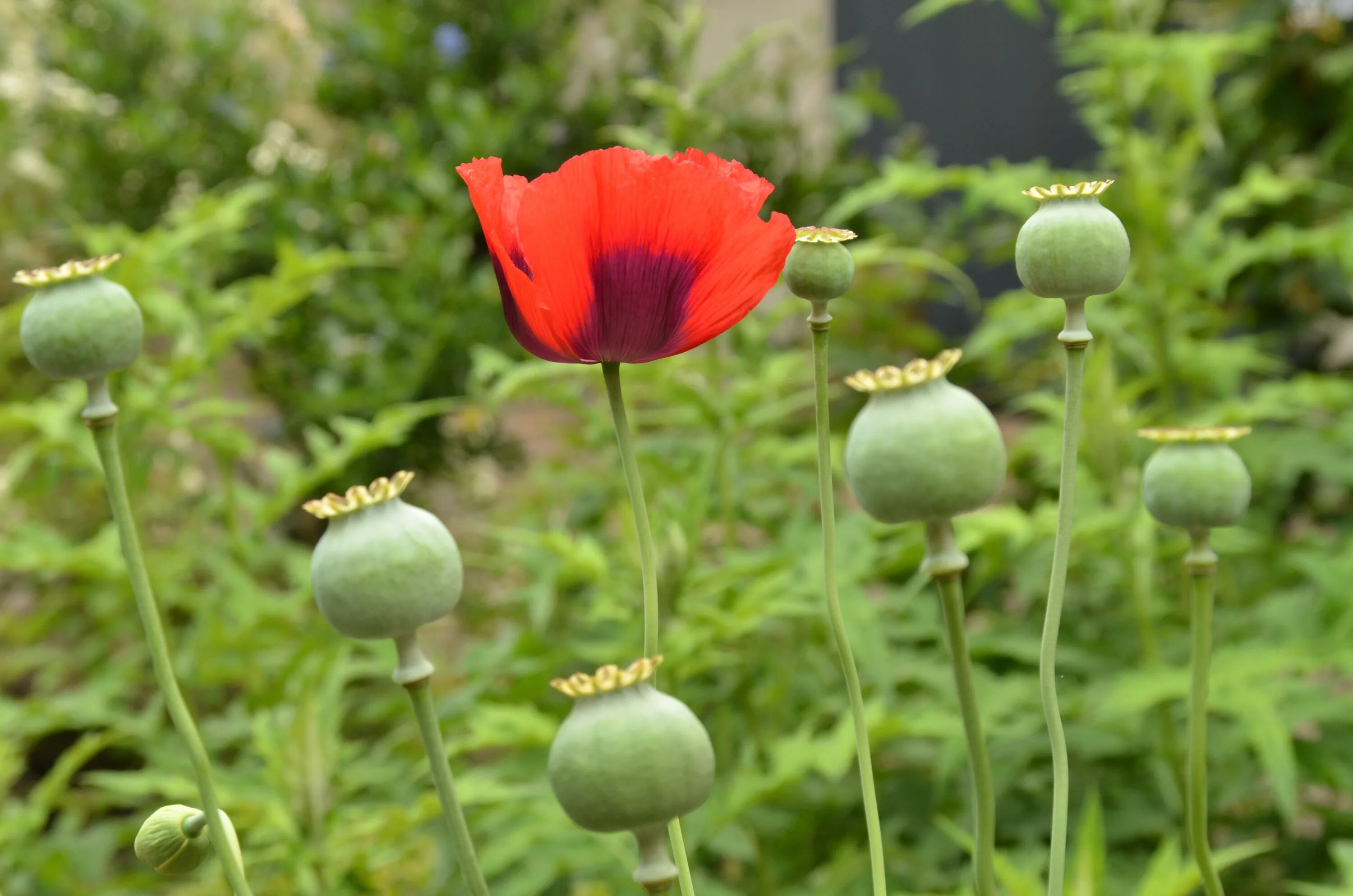 Посадка мака фото Free Images : nature, grass, field, meadow, flower, green, red, botany, garden, 