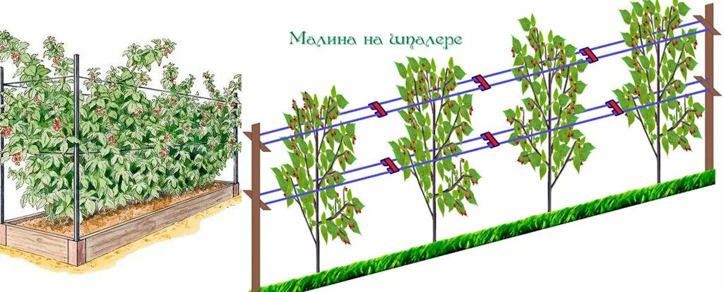 Посадка малины фото ✔ Как получить от малинника максимум урожая? Плодоносить будут даже запущенные к