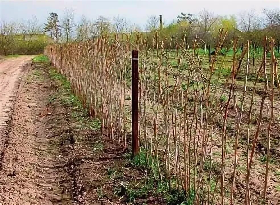 Посадка малины фото Посадка малины на Supersadovnik.ru Выращивание малины, Огород, Садоводство