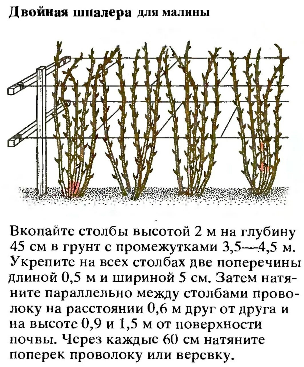 Посадка малины фото и описание Post #4619 - Дачный угодник (AC2jKlmQjwcwZDky)