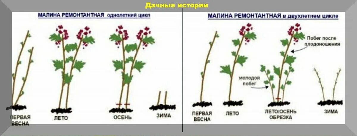 Купить Саженцы малины с доставкой по Минску и Беларуси - БелАгро Маркет