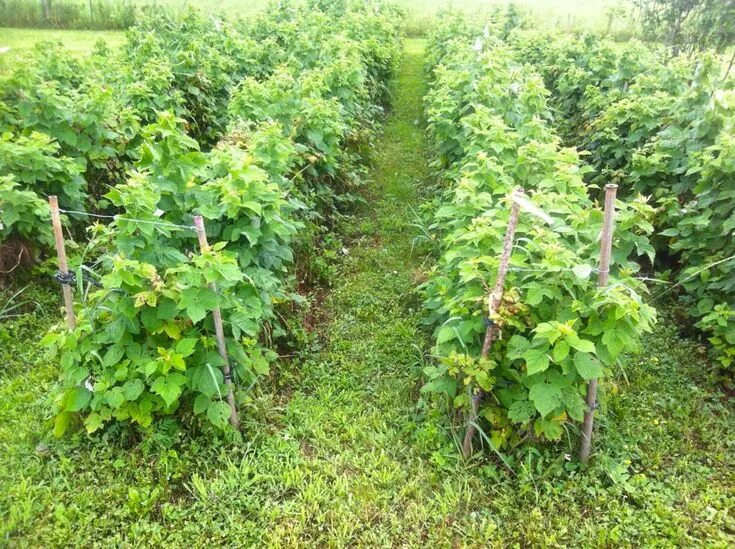 Посадка малины фото и описание Как правильно посадить малину Dream garden, Raspberry plants, Growing raspberrie