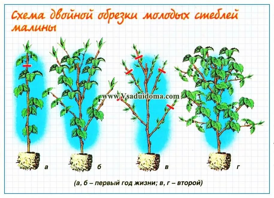 Посадка малины фото и описание малина сказка описание сорта фото отзывы: 10 тыс изображений найдено в Яндекс.Ка