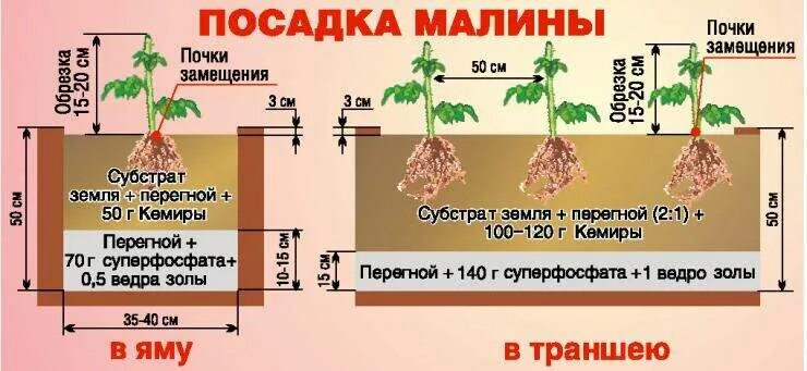 Посадка малины фото и описание Купить Саженцы малины с доставкой по Минску и Беларуси - БелАгро Маркет