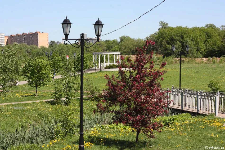 Leonidovka Park, urban forest, Moscow Region, Mytischi, Leonidovka Park - Yandex