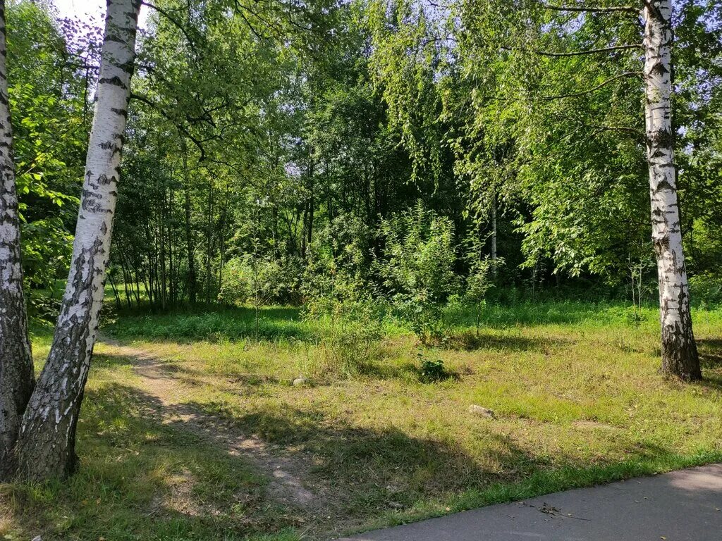 Посадка московская область мытищи парк леонидовка фото Leonidovka Park, urban forest, Moscow Region, Mytischi, Leonidovka Park - Yandex