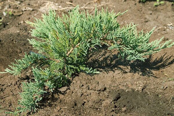 Посадка можжевельника фото Можжевельник тамарисцифолия (tamariscifolia): описание, посадка и уход, фото