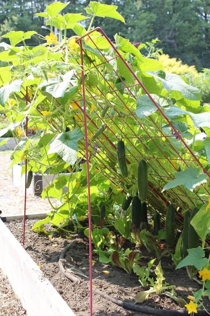 Посадка огурцов фото Cucumber Trellis - Large Powder Coated Steel Gardener's Supply Raised vegetable 