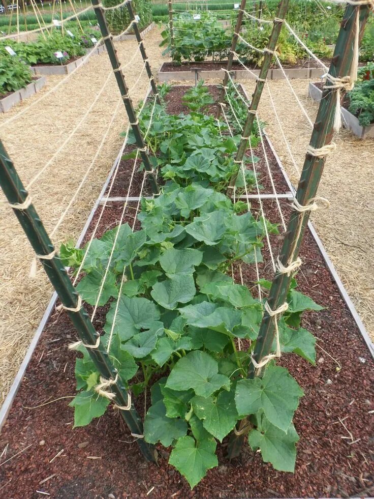 Посадка огурцов фото T-Posts and Twine Trellis (For Cukes) Gardening Diy garden trellis, Organic vege