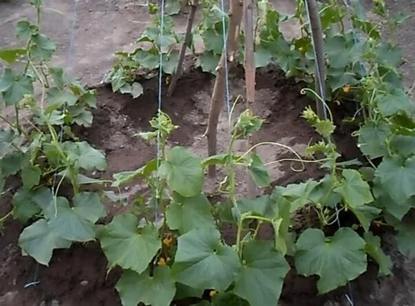 Посадка огурцов фото I plant cucumbers with a "spruce", take up little space, collect - a pleasure I 