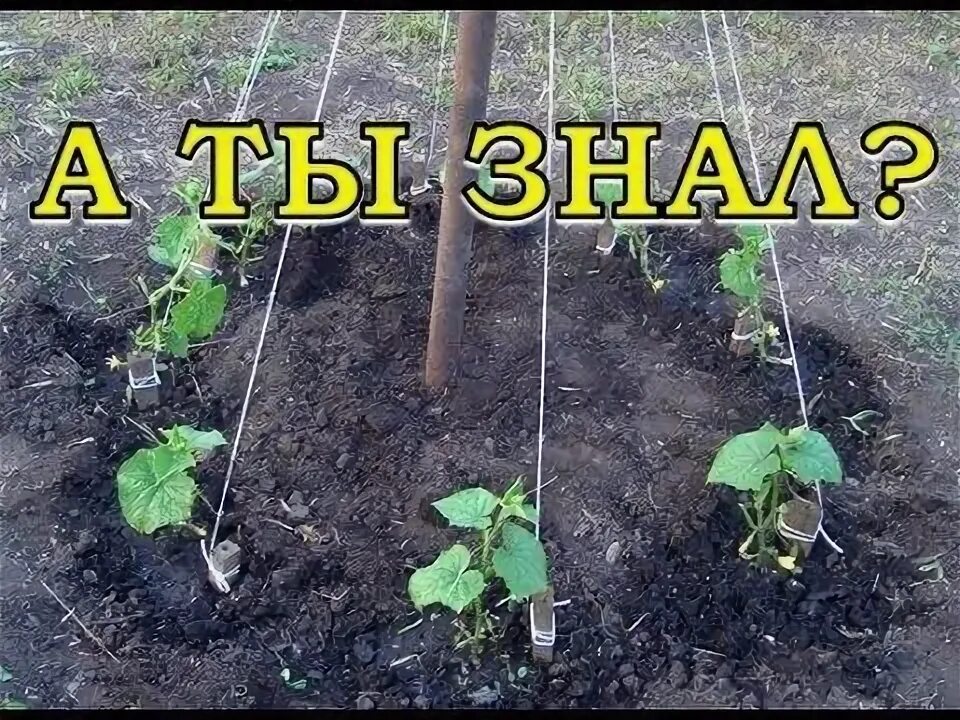 Посадка огурцов грядки фото Выращиваем огурцы ЁЛОЧКОЙ - YouTube Fruit garden design, Vegetable garden planni