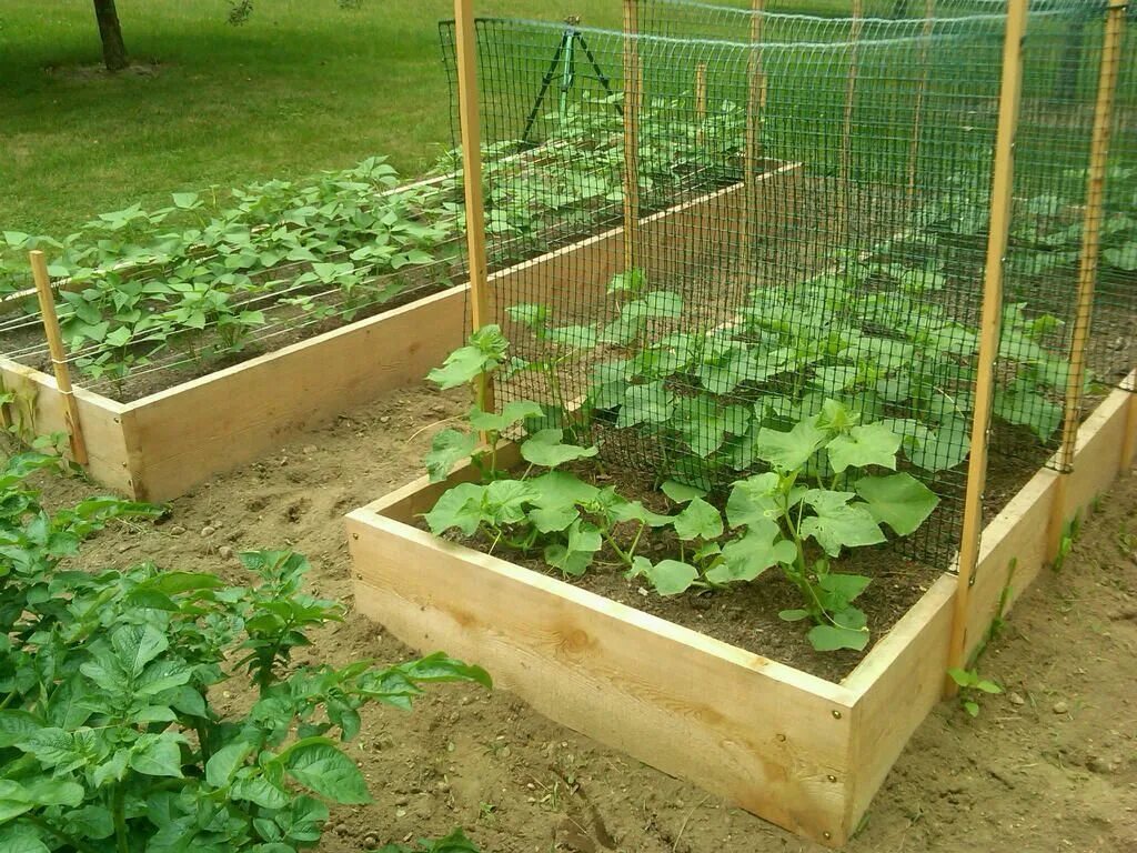 Посадка огурцов грядки фото How to Trellis Zucchini Diy garden trellis, Zucchini trellis, Vegetable garden t