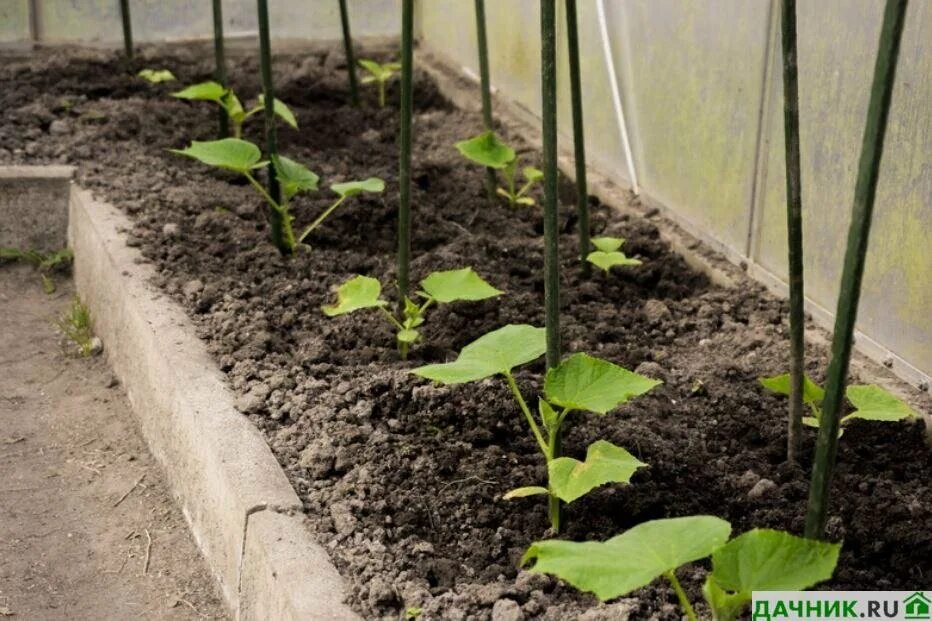 Посадка огурцов в грунт фото Сорт огурцов Лютояр: секреты выращивания от специалистов и огородников Дачник.RU