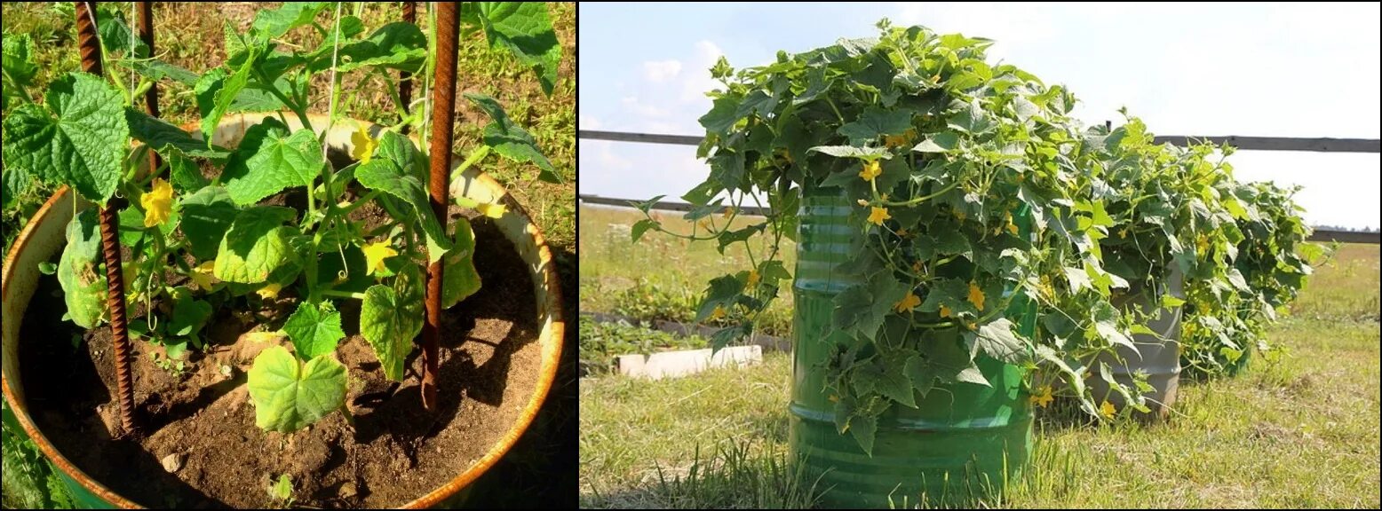 Посадка огурцов в грунт фото Выращивание огурцов на земле в открытом грунте: фотоподборка Натуралист Фотогале