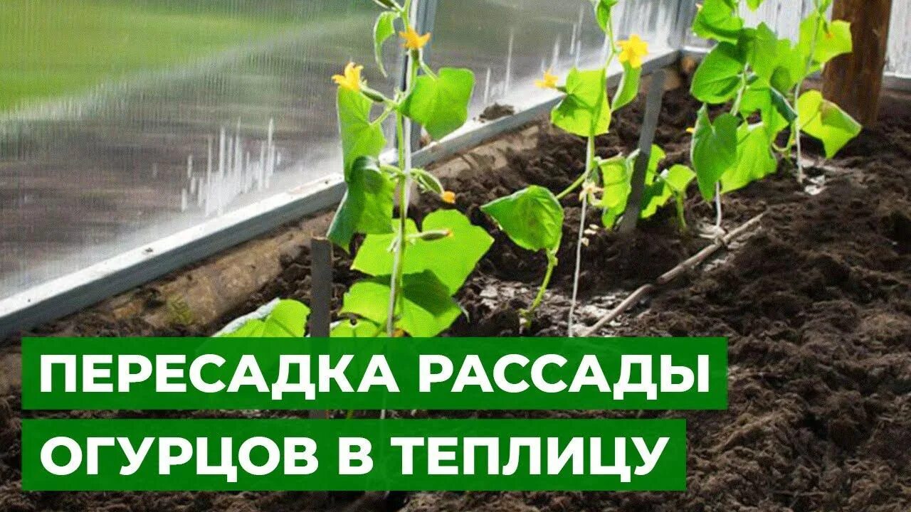 Посадка огурцов в грунт фото МУЗЫКАЛЬНЫЕ ОГУРЧИКИ посадка ранней рассады огурцов в теплицу - смотреть видео о