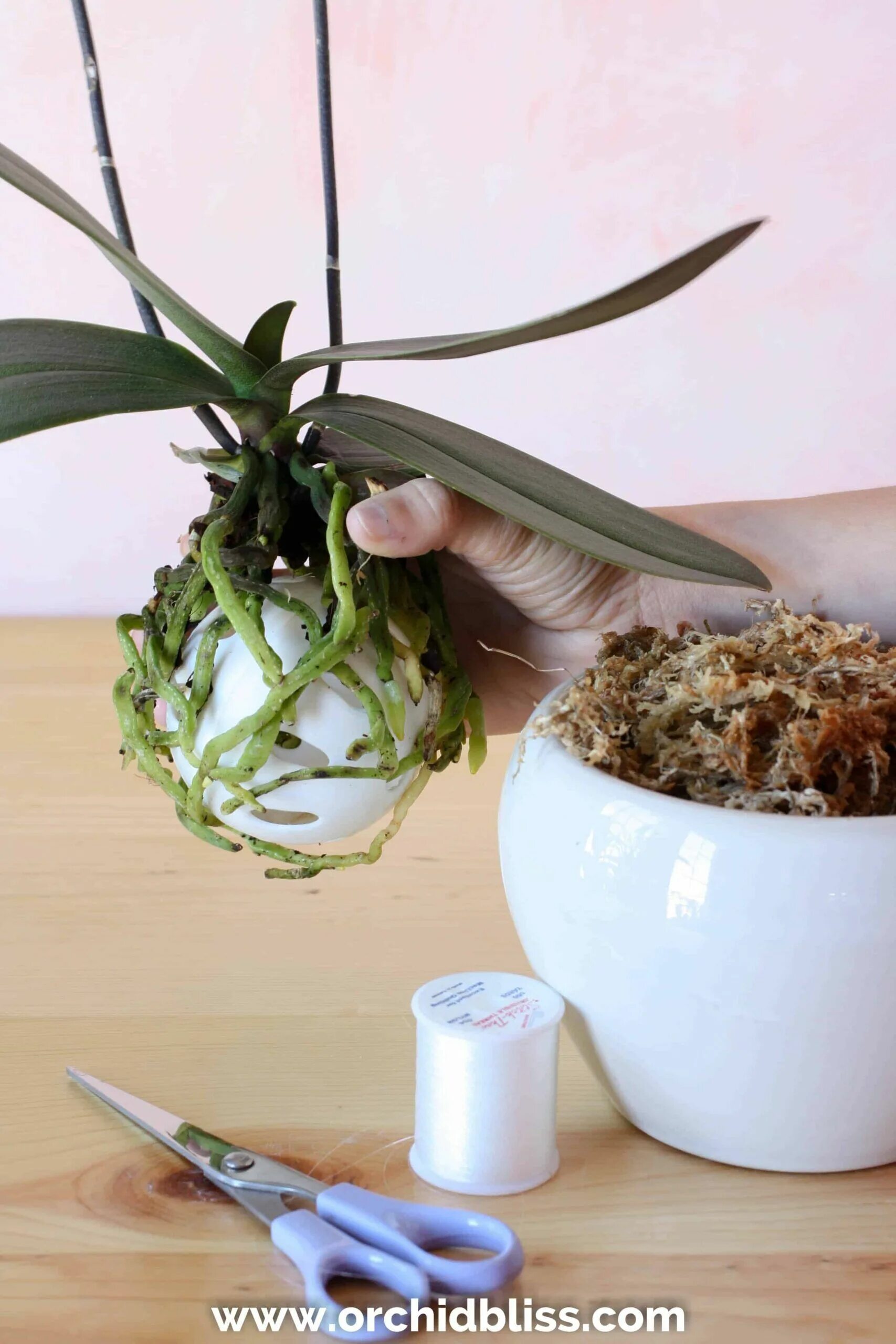 Посадка орхидеи фото Learn the Japanese Art of Kokedama - Step By Step Tutorial - Orchid Bliss Orchid