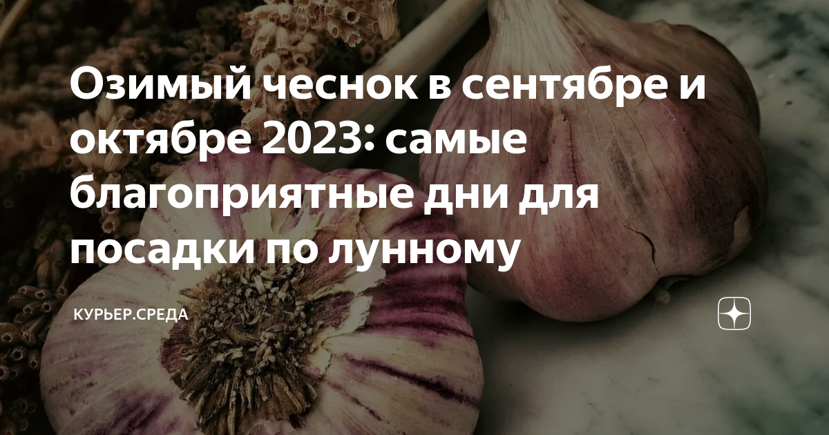 Посадка озимого чеснока по лунному календарю Озимый чеснок в сентябре и октябре 2023: самые благоприятные дни для посадки по 