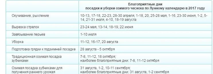 Посадка озимого чеснока по лунному календарю Уборка чеснока в августе по лунному календарю