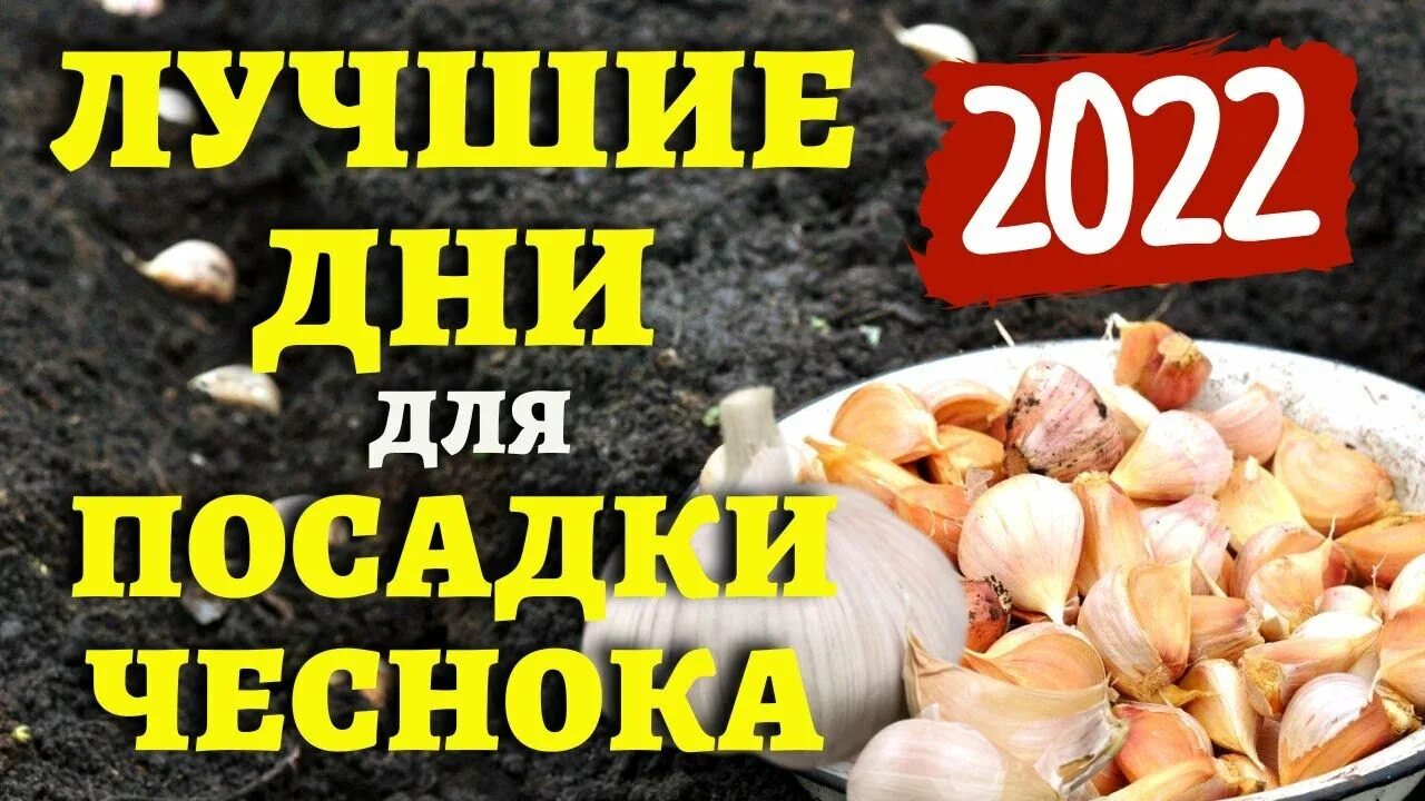 Посадка озимого чеснока по лунному календарю Чеснок, луковичные. Когда сажать по лунному календарю ОСЕНЬЮ 2022 ГОДА? #лунныйк