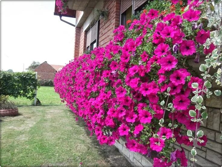 Посадка петуний фото Pin on цветы Petunias, Garden, Plants