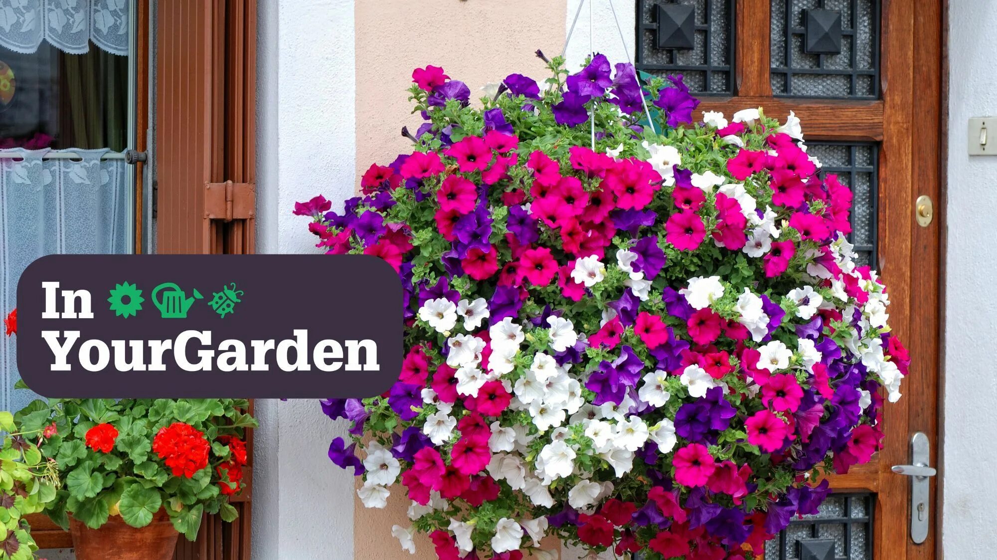 Посадка петуний фото How to keep your hanging baskets blossoming over summer National