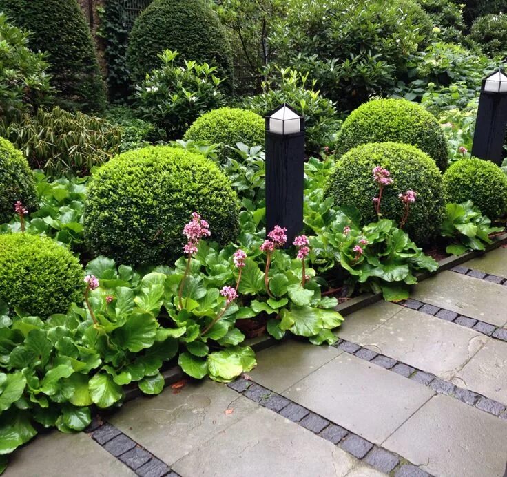 Посадка растений ландшафтный дизайн bergenia and boxwood Garden design, Landscaping plants, Garden borders