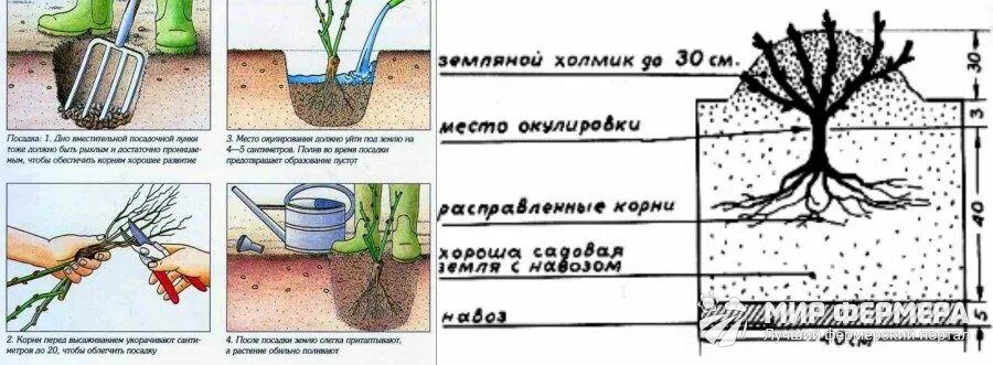 Посадка роз грунт фото Как вырастить розу: из черенка и семян в домашних условиях