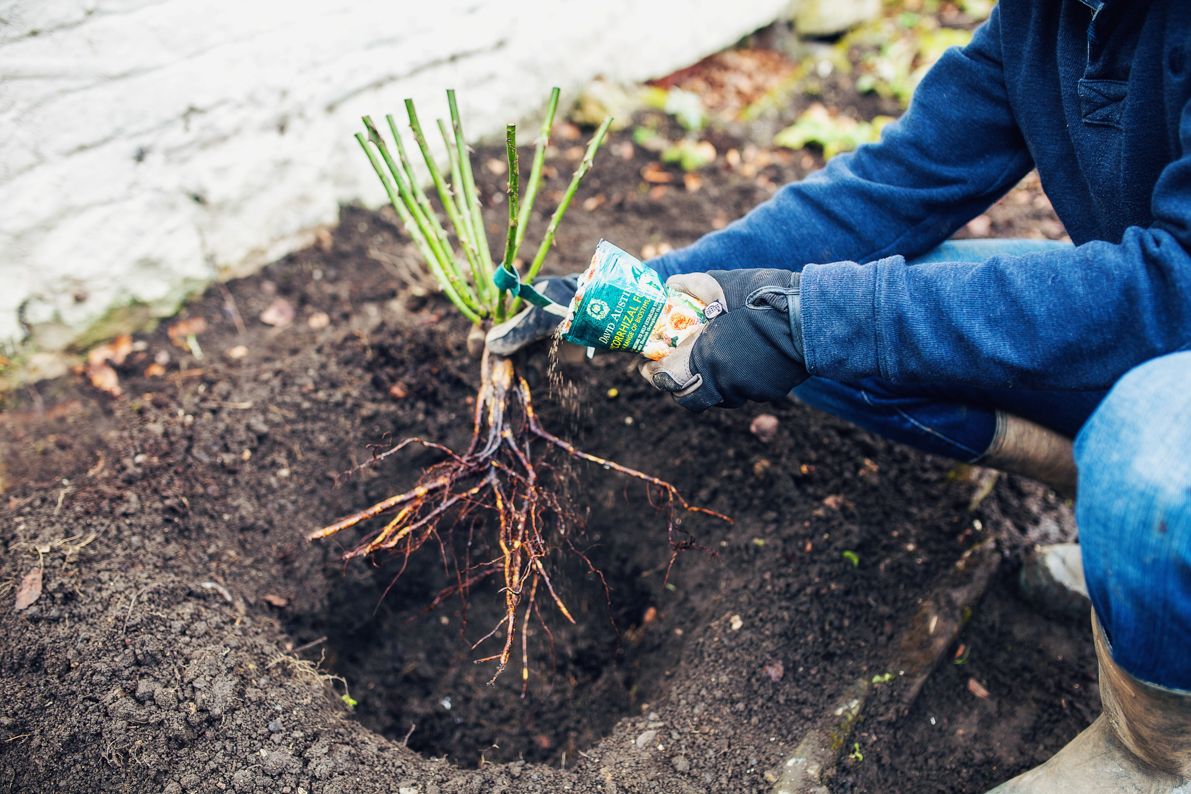 Посадка роз грунт фото How to Plant a Bare Root Climbing Rose Shrub roses, David austin roses, Climbing