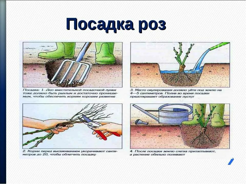 Посадка роз грунт фото Картинки КАК ПОСАДИТЬ РОЗУ ИЗ БУТОНА