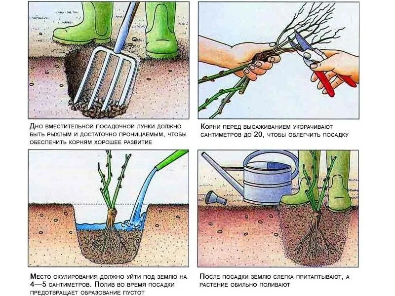Посадка роз грунт фото Можно ли сажать саженцы в августе - найдено 86 картинок