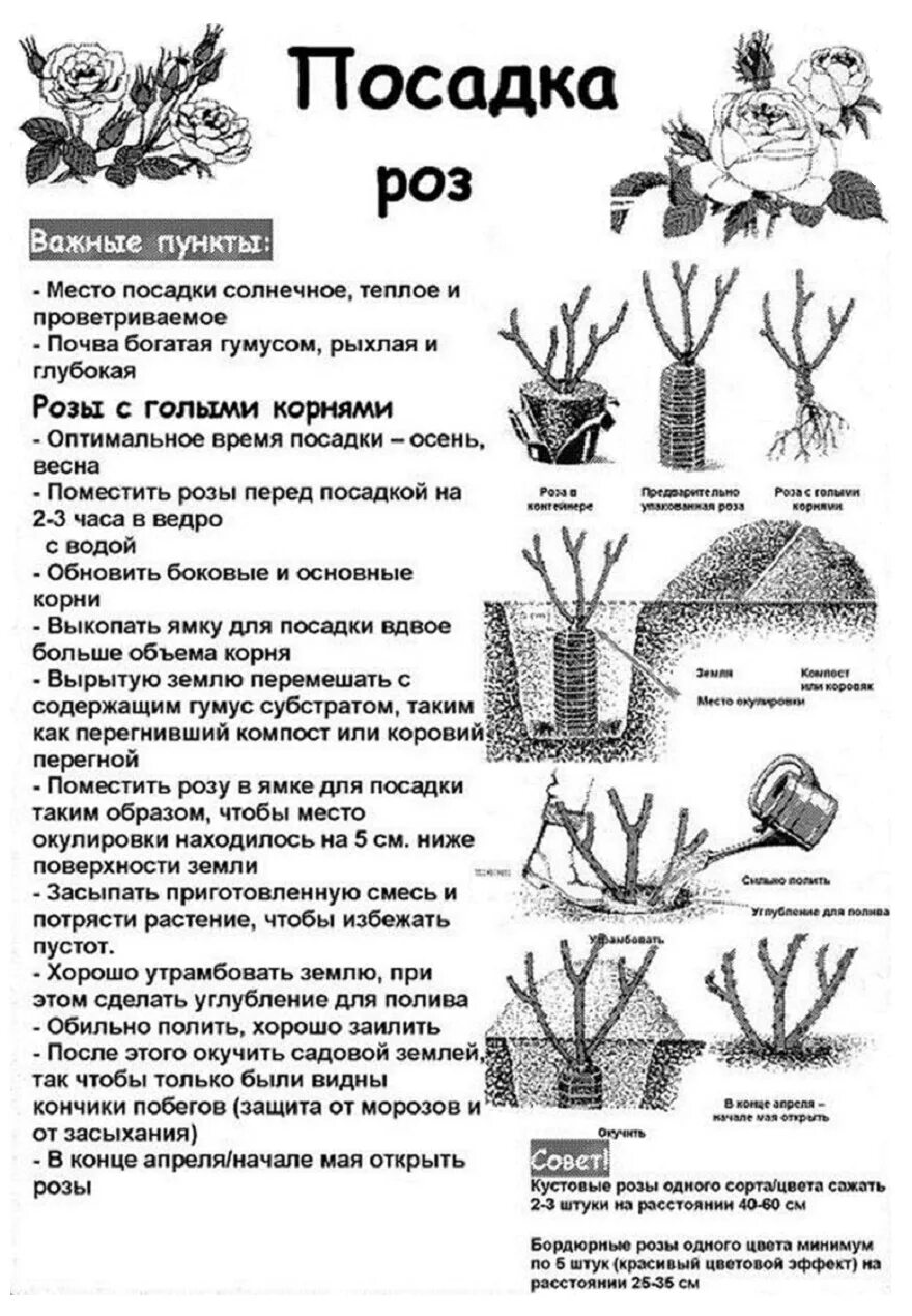 Посадка роз грунт фото Как правильно посадить чайно гибридную розу