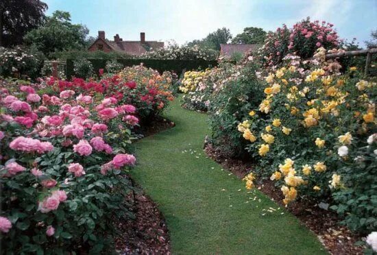 Посадка роз в саду фото Мульчирование роз - Декоративные цветы и кустарники Rose garden landscape, Rose 