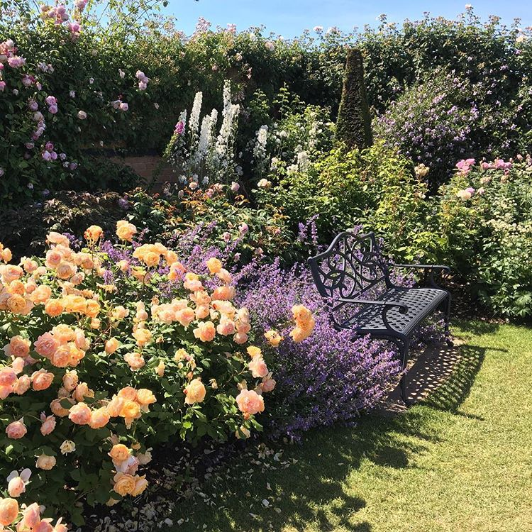 Посадка роз в саду фото Roses, delphiniums and salvias at the David Austin rose gardens. London garden, 