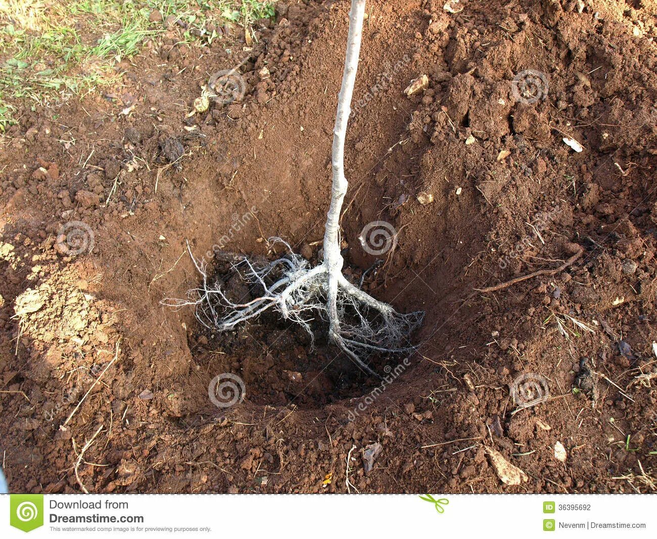 Посадка саженцев фото Planting tree stock photo. Image of early, dirt, tree - 36395692