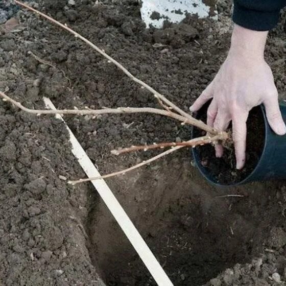 Посадка саженцев фото Правильная посадка чёрной смородины - Азбука садовода