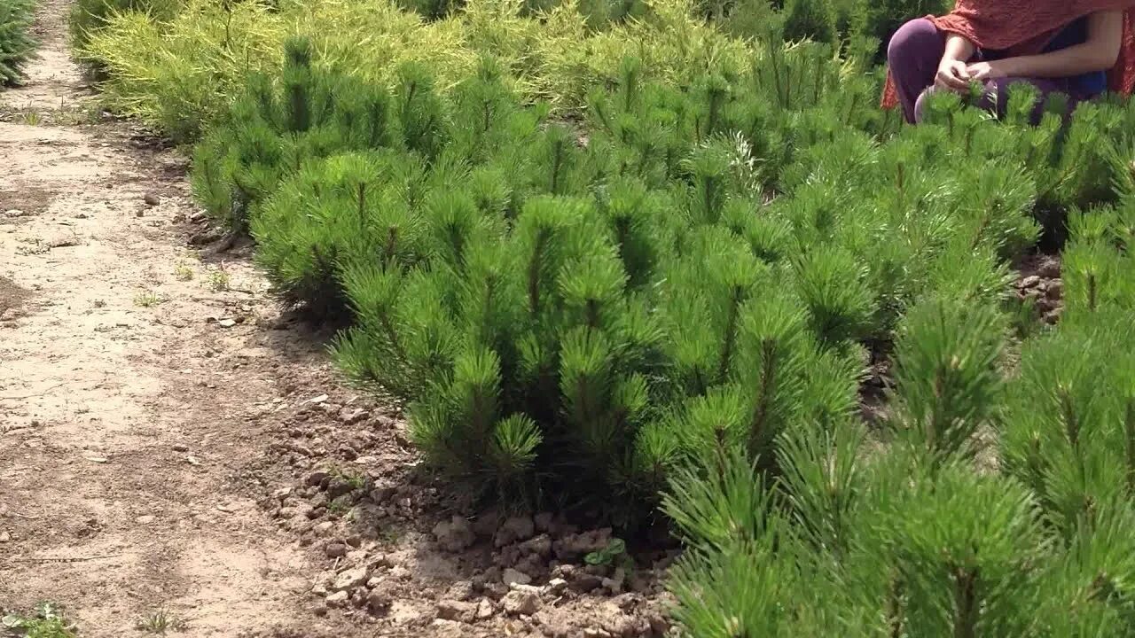 Посадка сосен фото Сосна горная. Pinus mugo var. pumilio - YouTube