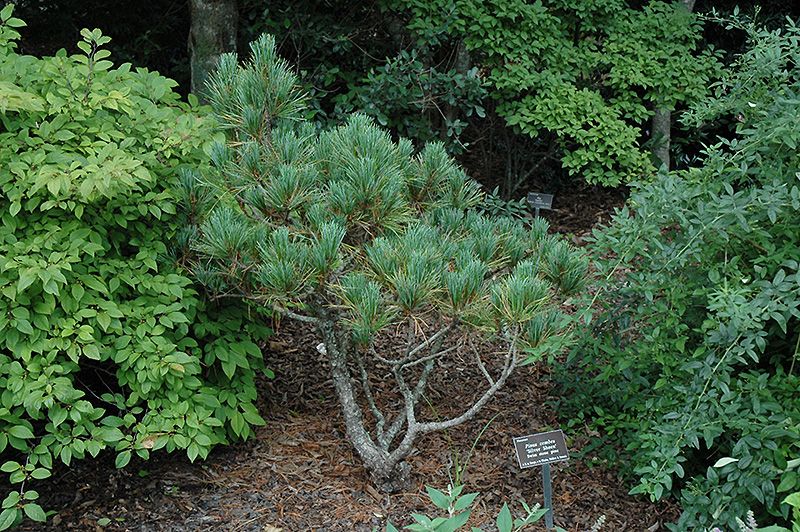 Посадка сосен фото Silver Sheen Swiss Stone Pine (Pinus cembra 'Silver Sheen') at Gertens Types of 