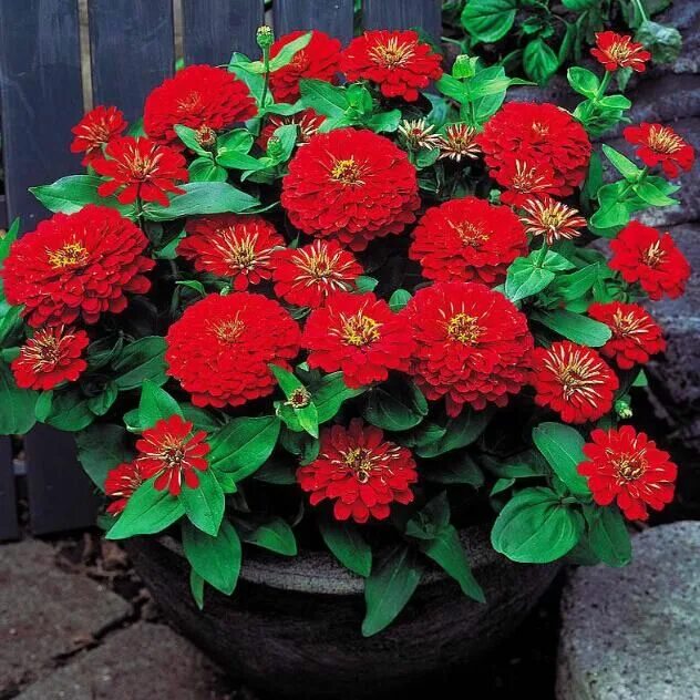 Посадка цинии фото Visit to Buy 100pcs Zinnia Seeds, Chrysanthemum Zinnia Flowers Seed #Advertiseme