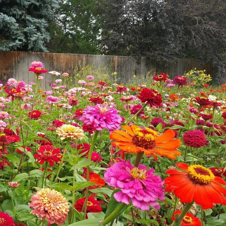 Посадка цинии фото American Meadows on Instagram: "Late season Zinnias ✨" American meadows, Zinnias