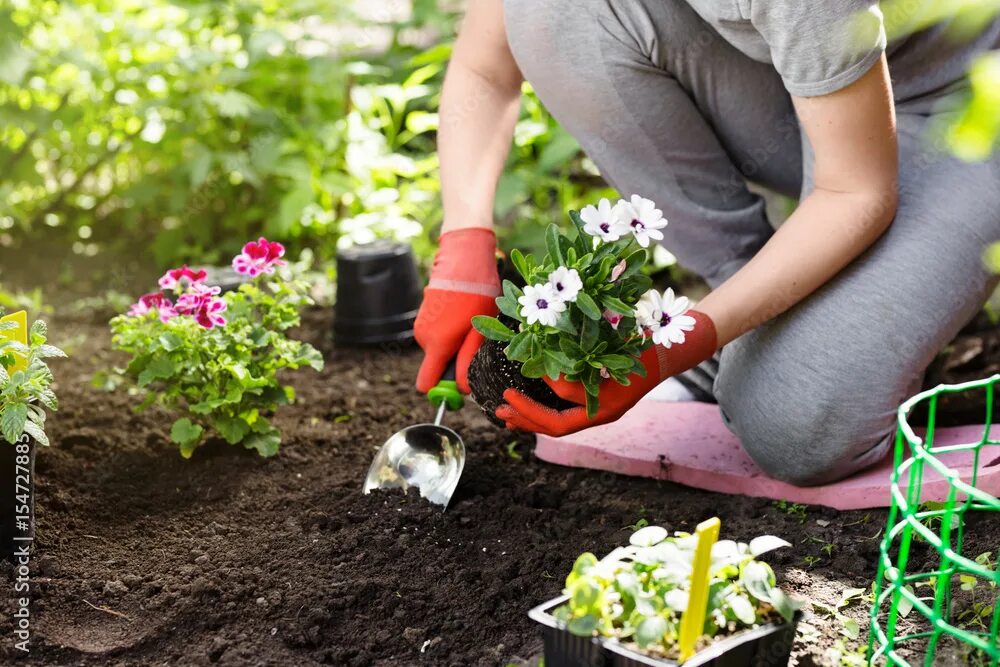 Посадка цветов фото Gardener planting flowers in the garden, close up photo. фотография Stock Adobe 