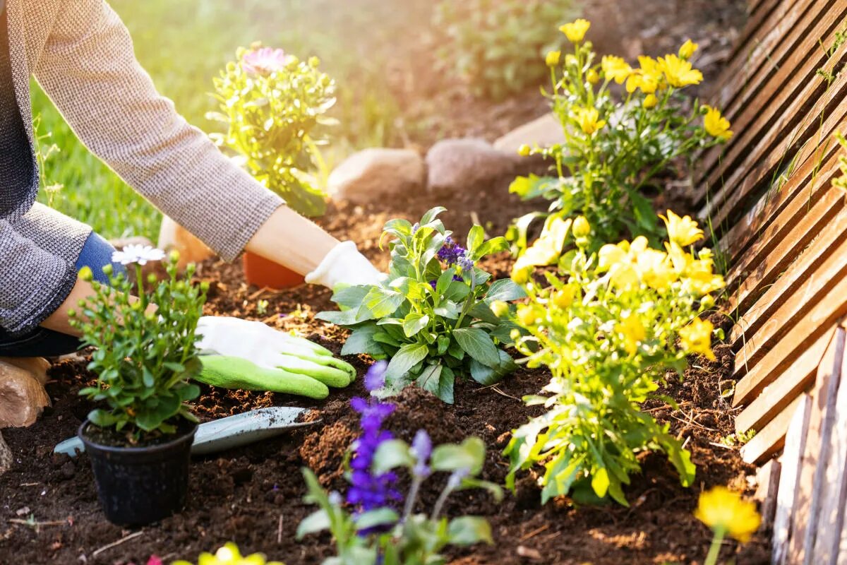 Посадка цветов фото When to water plants and other beginner gardening questions answered