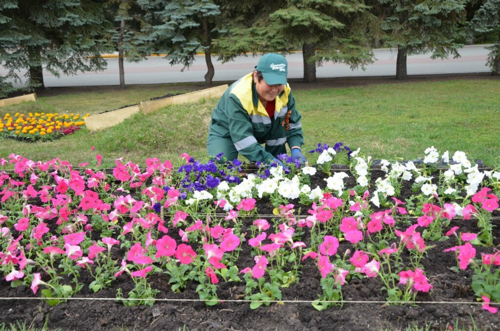 Посадка цветов название фото В Уфе приступили к оформлению цветочных клумб