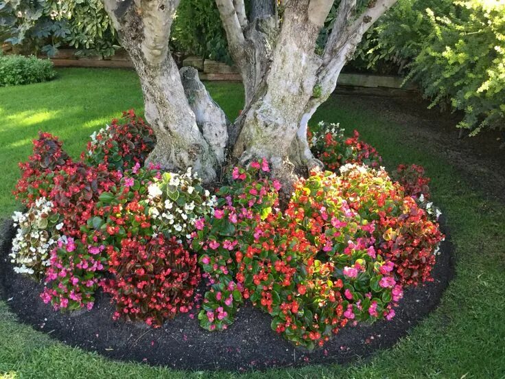 Посадка цветов в саду фото Flores begonias alcorque del olivo jardín Beautiful flowers garden, Front yard g