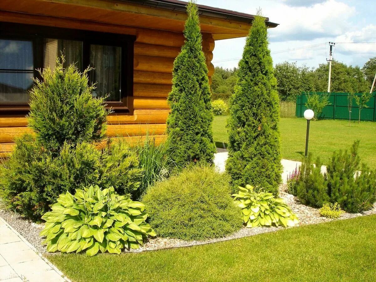 North Pole ® Arborvitae (Thuja) Privacy landscaping, Front yard landscaping desi