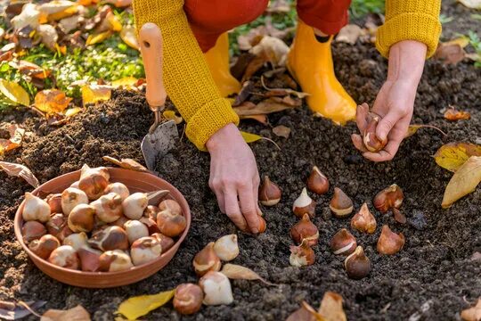 Посадка тюльпанов фото "Gardening Equipment" Зображення - огляд 12,885 Стокові фото, векторні зображенн