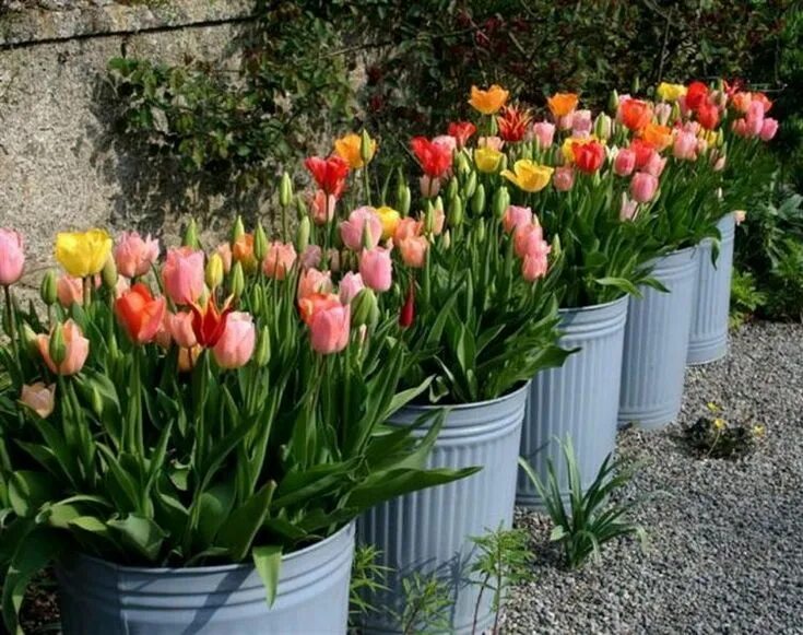 Посадка тюльпанов фото Gorgeous Tulips Arrangement Tips for Your Home Garden Tulips garden, Irish garde