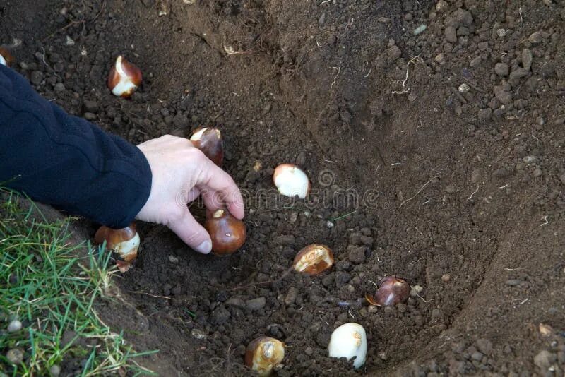 Посадка тюльпанов осенью фото Planting tulip bulbs stock image. Image of tulip, soil - 22016531